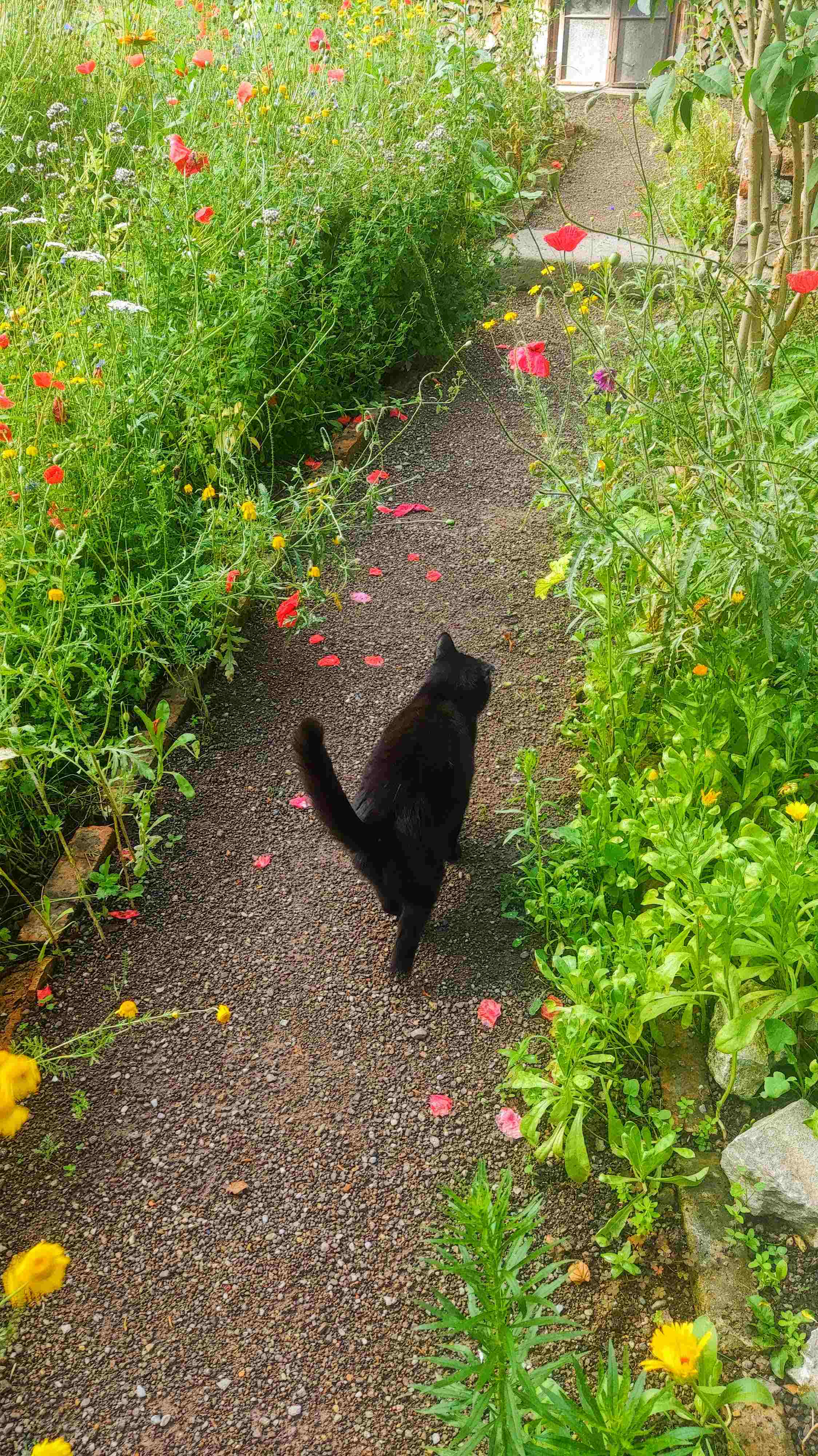 kno Garten